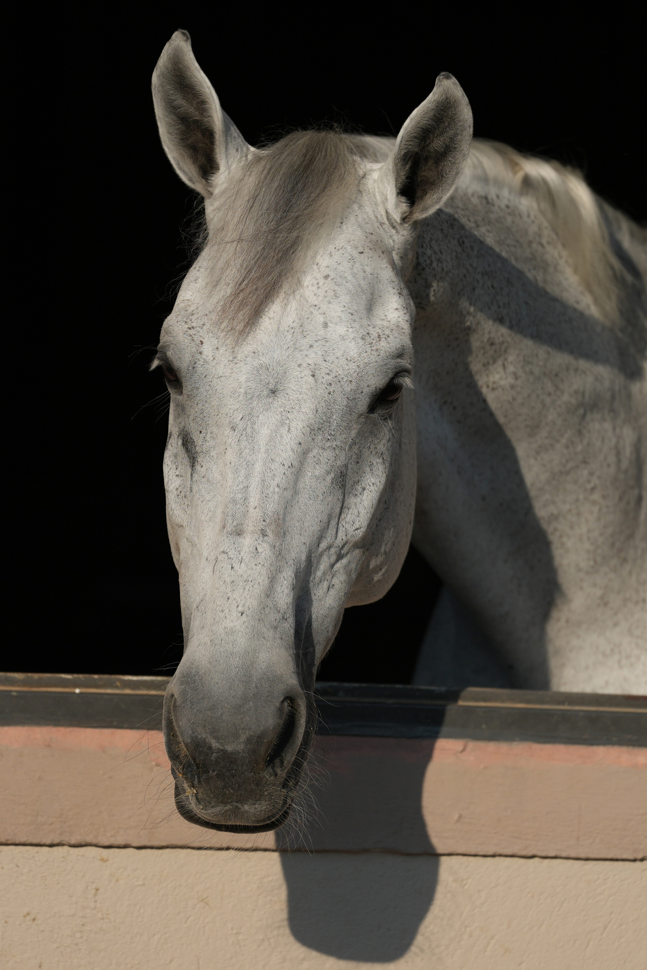 Ippos Summer Tour 2023. Photos Angelos Zymaras